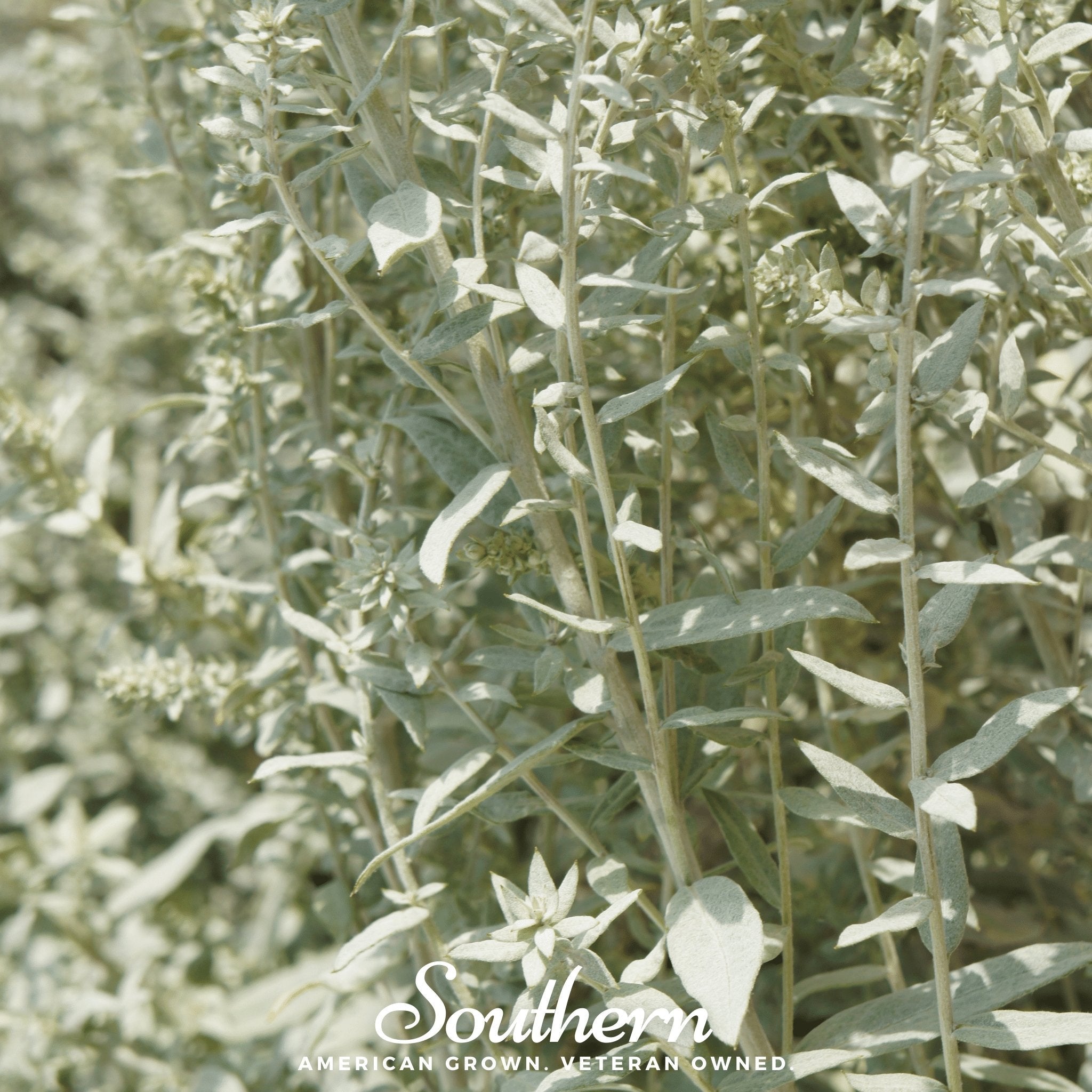 Sage, Prairie - Louisiana Sage (Artemisia ludoviciana) - 100 Seeds seed packet from Seed Therapy – American - grown, heirloom seeds