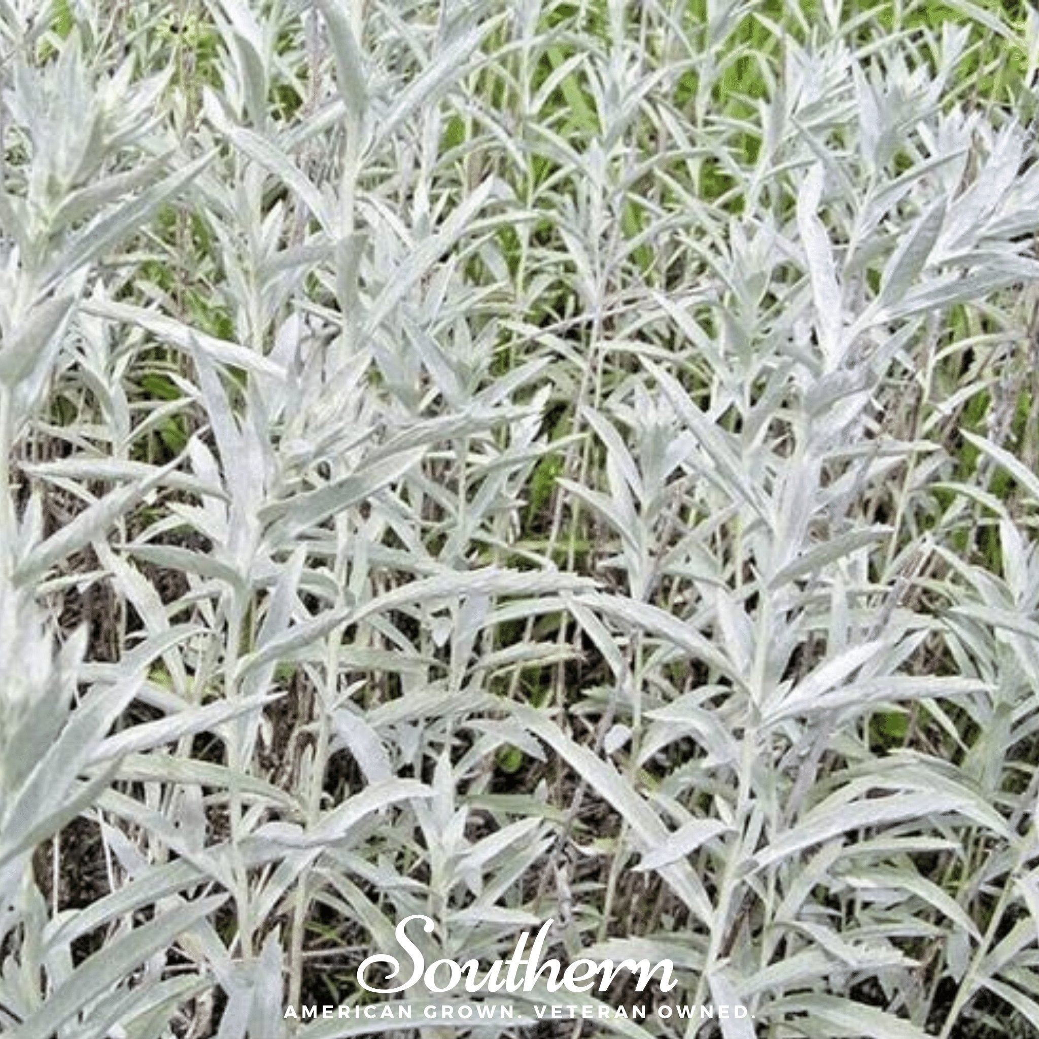 Sage, Prairie - Louisiana Sage (Artemisia ludoviciana) - 100 Seeds seed packet from Seed Therapy – American - grown, heirloom seeds