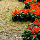 Sage, Scarlet (Salvia coccinea) - 100 Seeds seed packet from Seed Therapy – American - grown, heirloom seeds