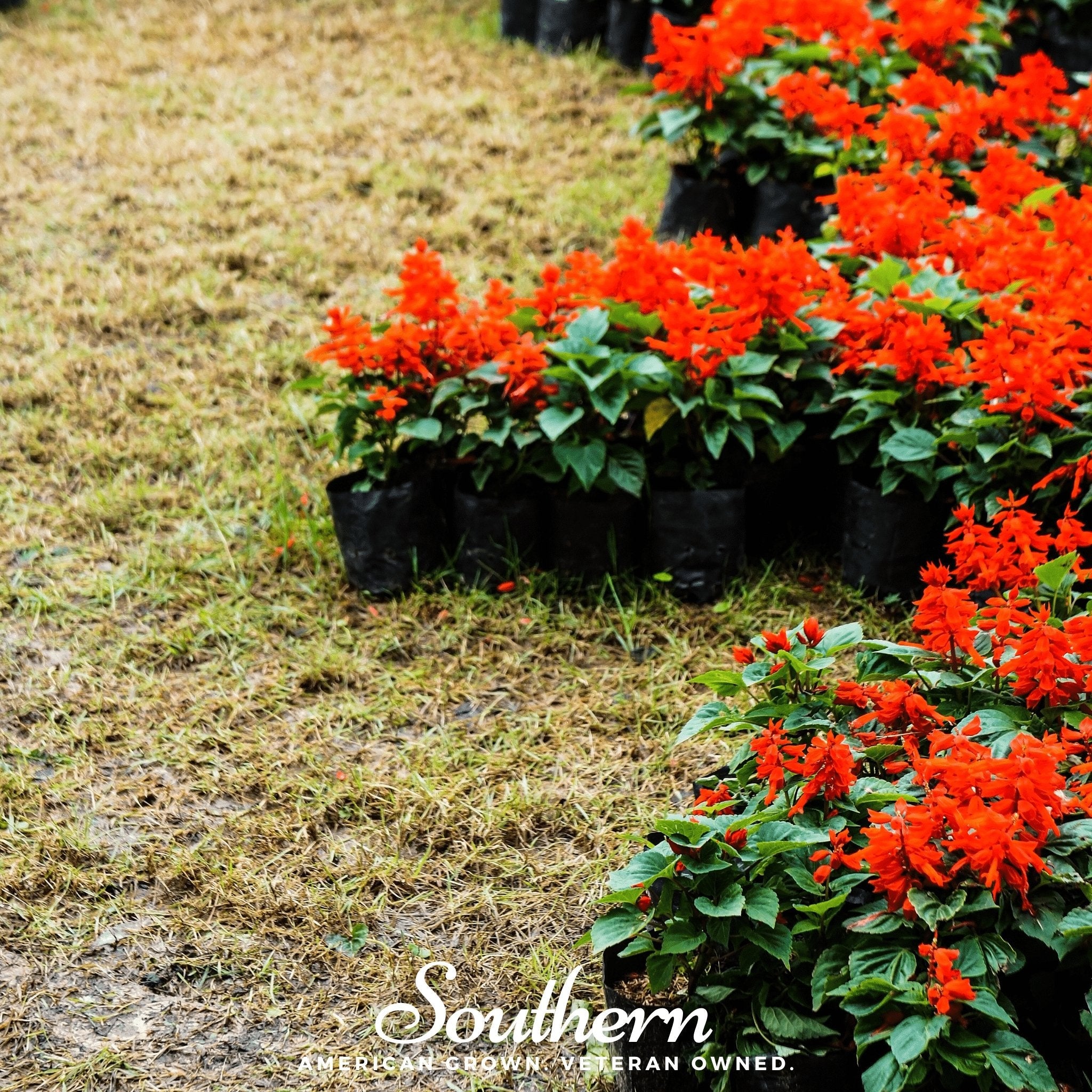 Sage, Scarlet (Salvia coccinea) - 100 Seeds seed packet from Seed Therapy – American - grown, heirloom seeds