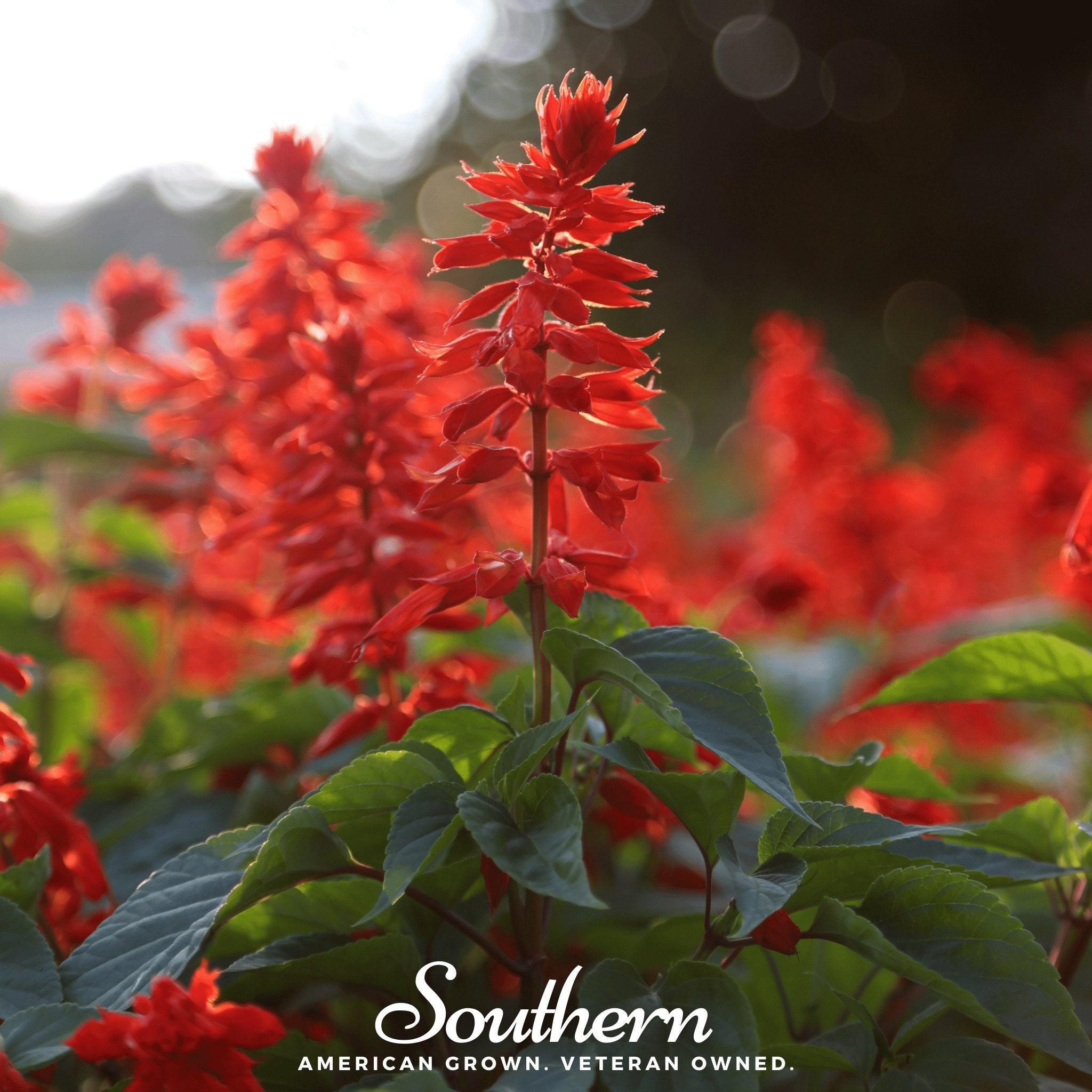 Sage, Scarlet (Salvia coccinea) - 100 Seeds seed packet from Seed Therapy – American - grown, heirloom seeds