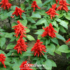 Sage, Scarlet (Salvia coccinea) - 100 Seeds seed packet from Seed Therapy – American - grown, heirloom seeds