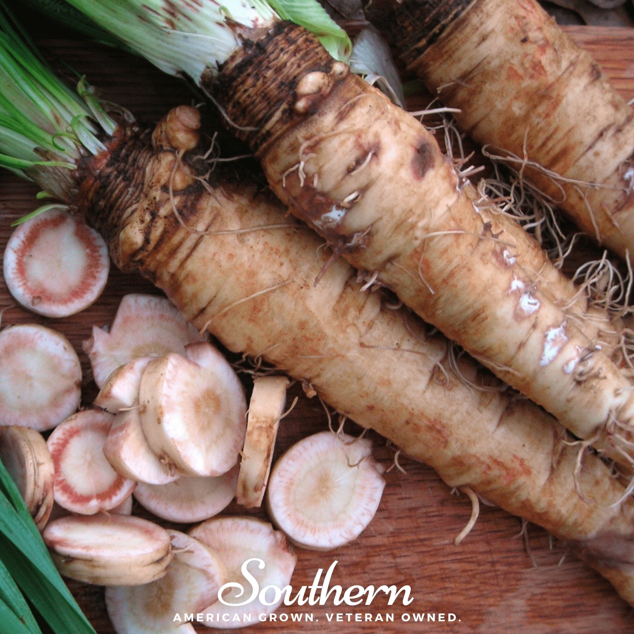 Salsify, Mammoth Sandwich Island (Tragopogon porrifolius) - 50 Seeds seed packet from Seed Therapy – American - grown, heirloom seeds