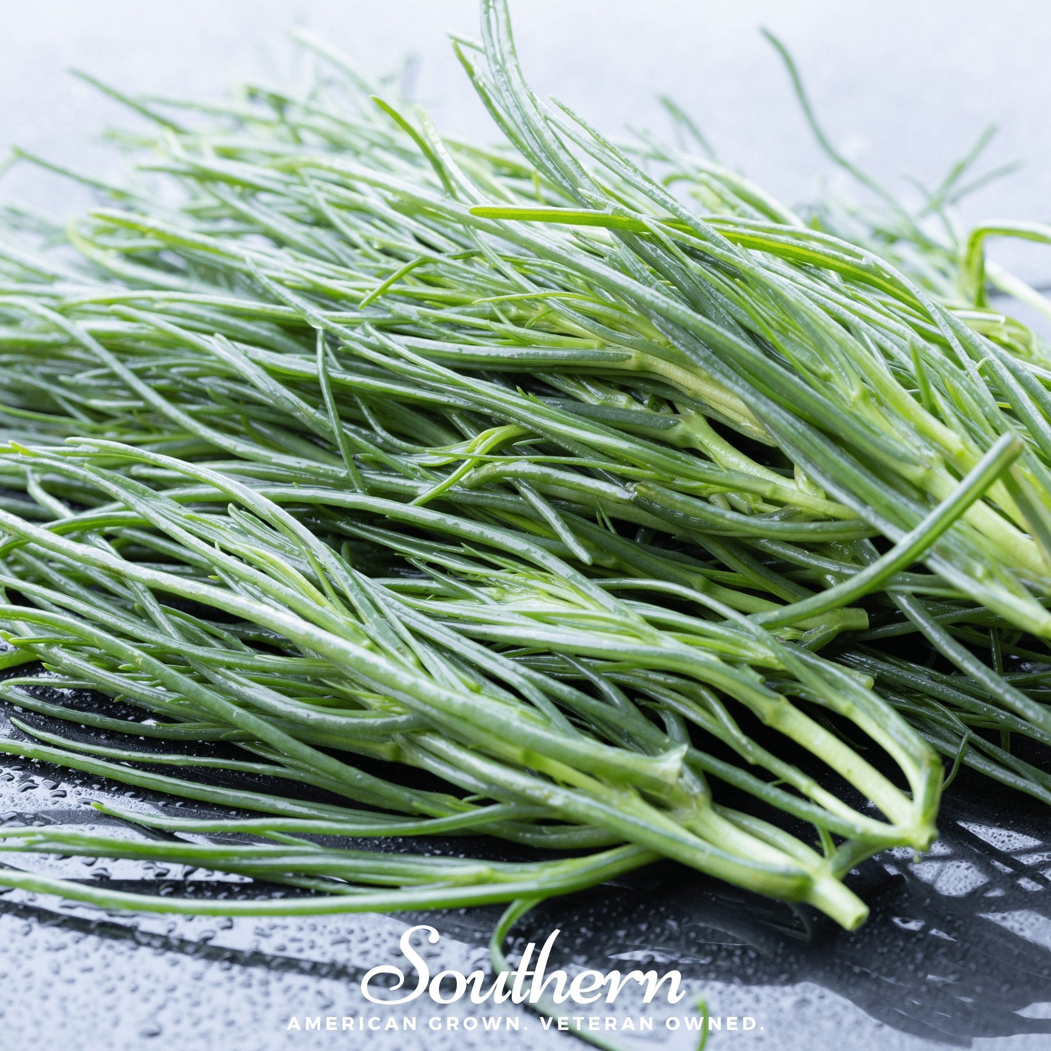Saltwort (Salsola komarovii) - 50 Seeds seed packet from Seed Therapy – American - grown, heirloom seeds