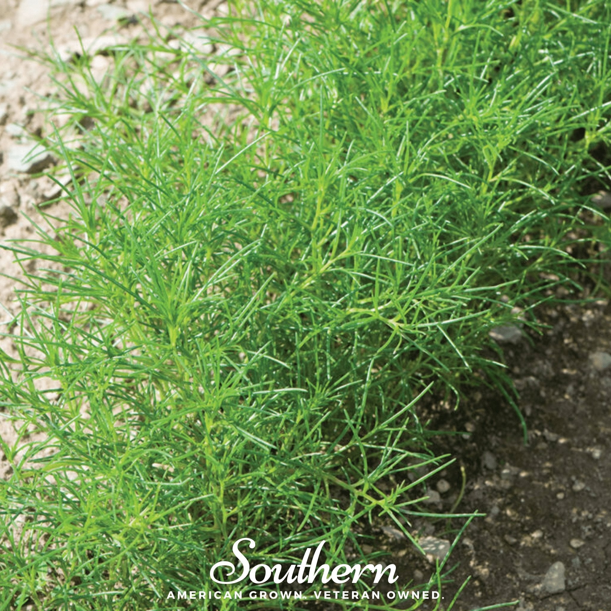 Saltwort (Salsola komarovii) - 50 Seeds seed packet from Seed Therapy – American - grown, heirloom seeds