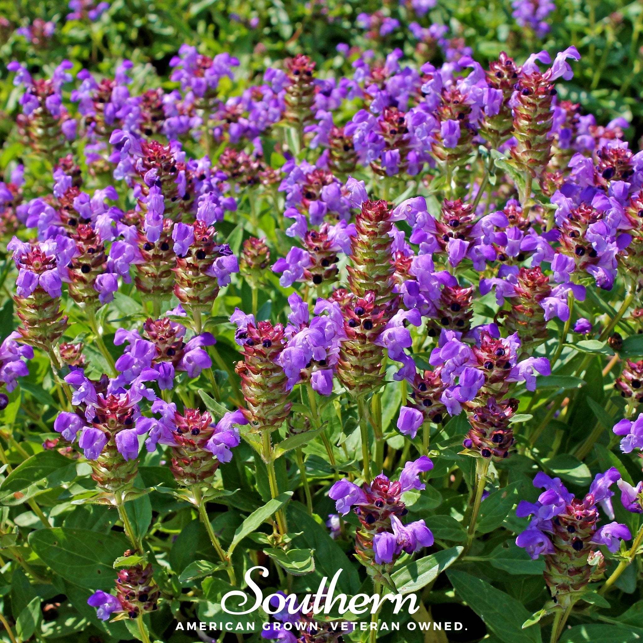 Self Heal - Heal All (Prunella vulgaris) - 50 Seeds seed packet from Seed Therapy – American - grown, heirloom seeds