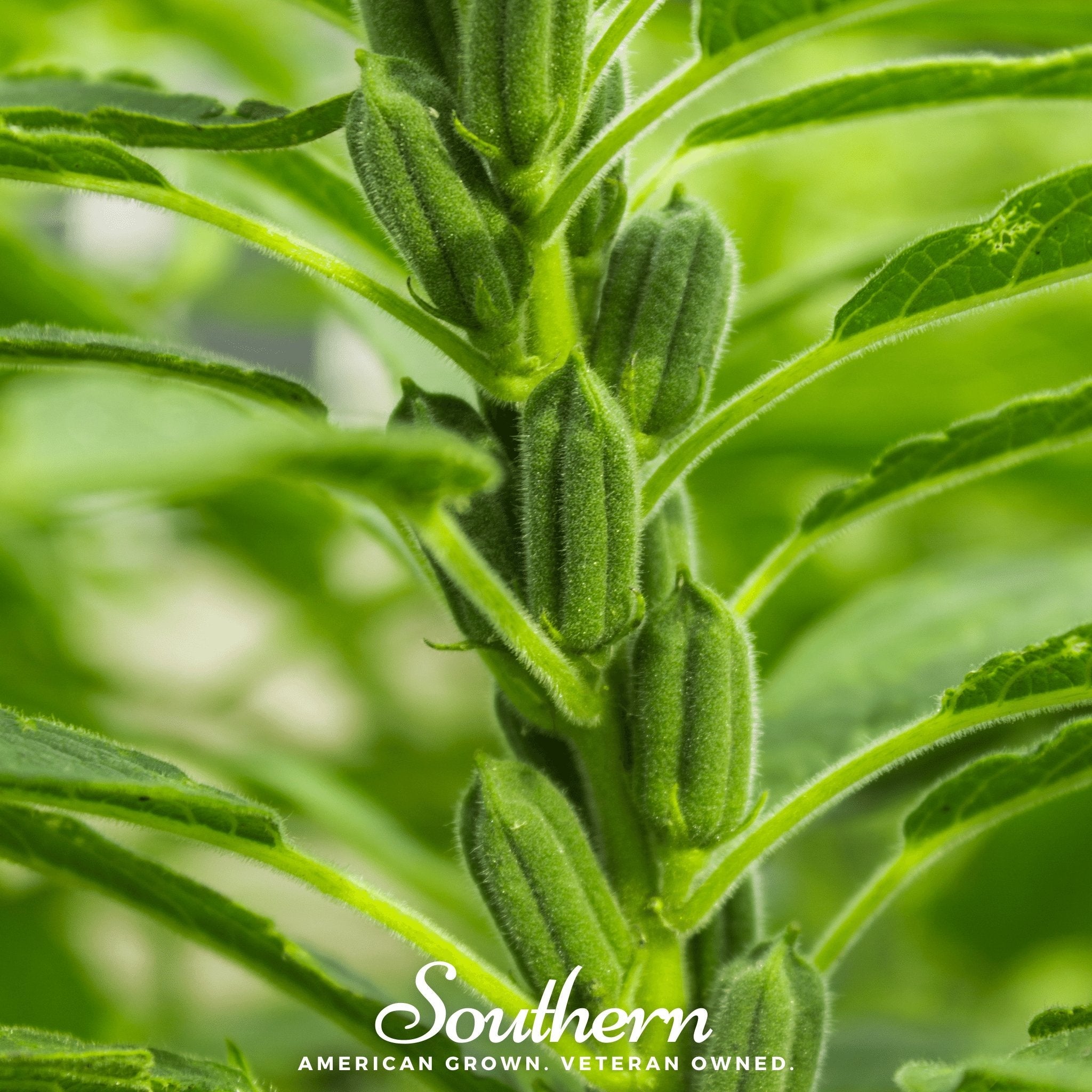 Sesame, Black (Sesamum indicum) - 500 Seeds seed packet from Seed Therapy – American - grown, heirloom seeds
