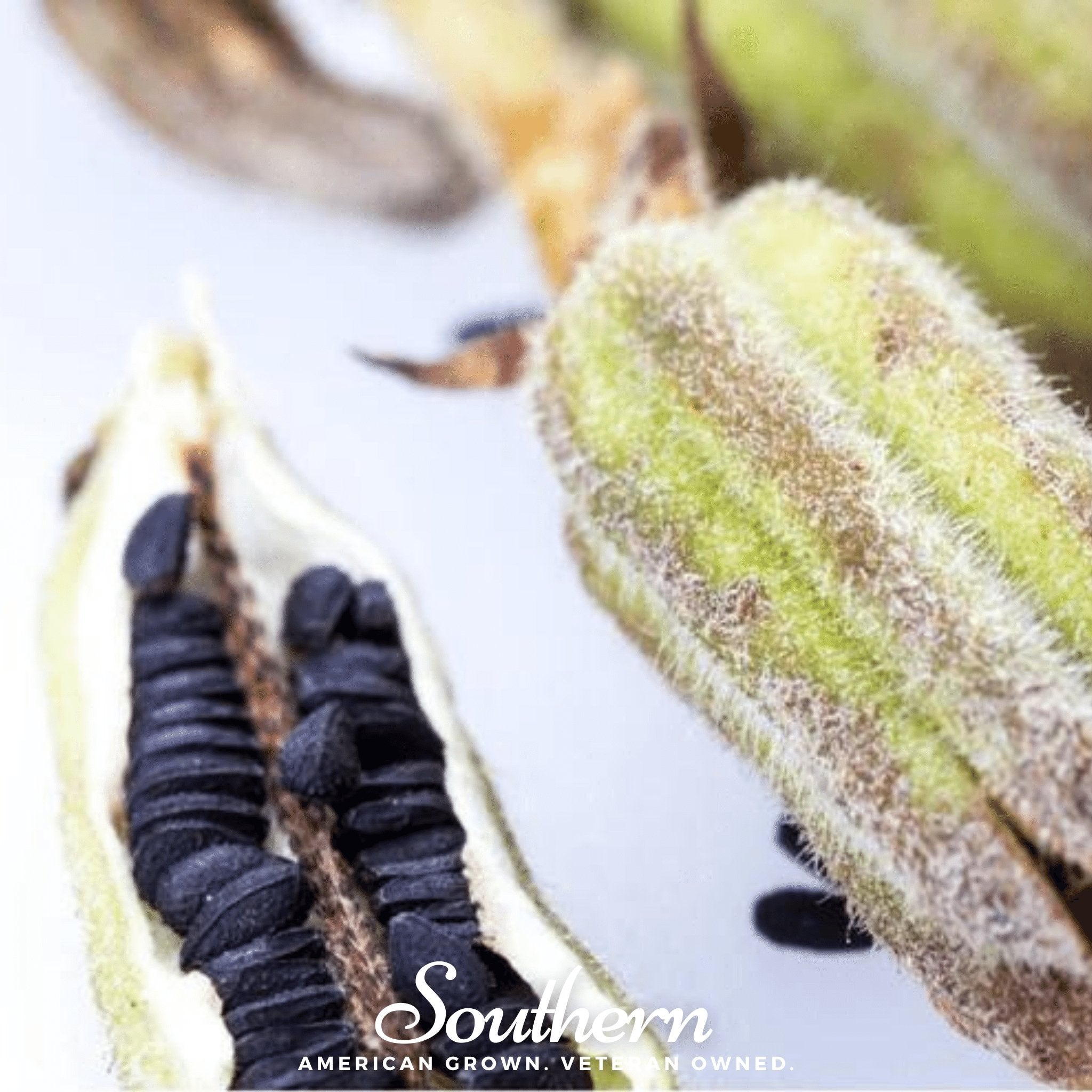 Sesame, Black (Sesamum indicum) - 500 Seeds seed packet from Seed Therapy – American - grown, heirloom seeds