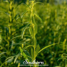 Sesame, Black (Sesamum indicum) - 500 Seeds seed packet from Seed Therapy – American - grown, heirloom seeds