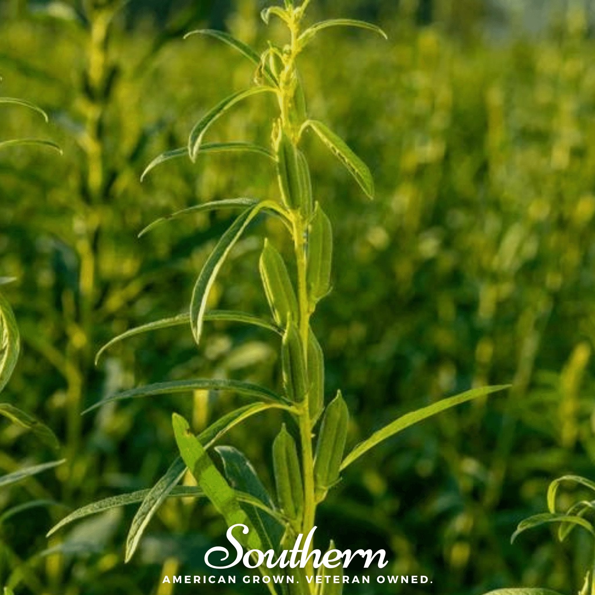 Sesame, Black (Sesamum indicum) - 500 Seeds seed packet from Seed Therapy – American - grown, heirloom seeds