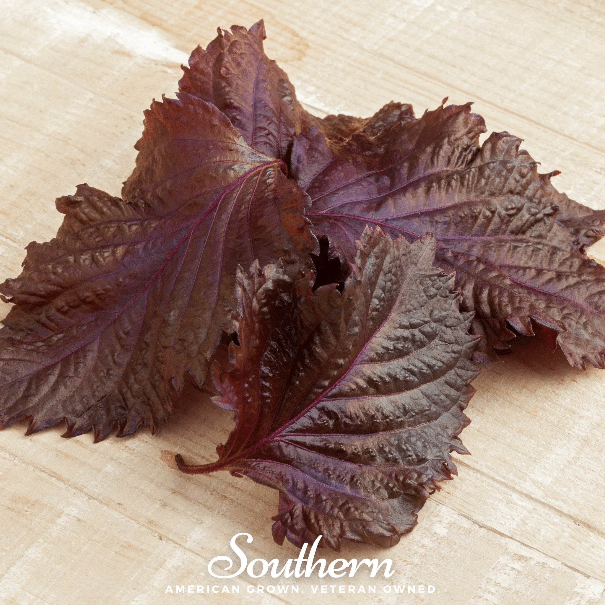 Shiso, Red (Perilla frutescens) - 200 Seeds seed packet from Seed Therapy – American - grown, heirloom seeds