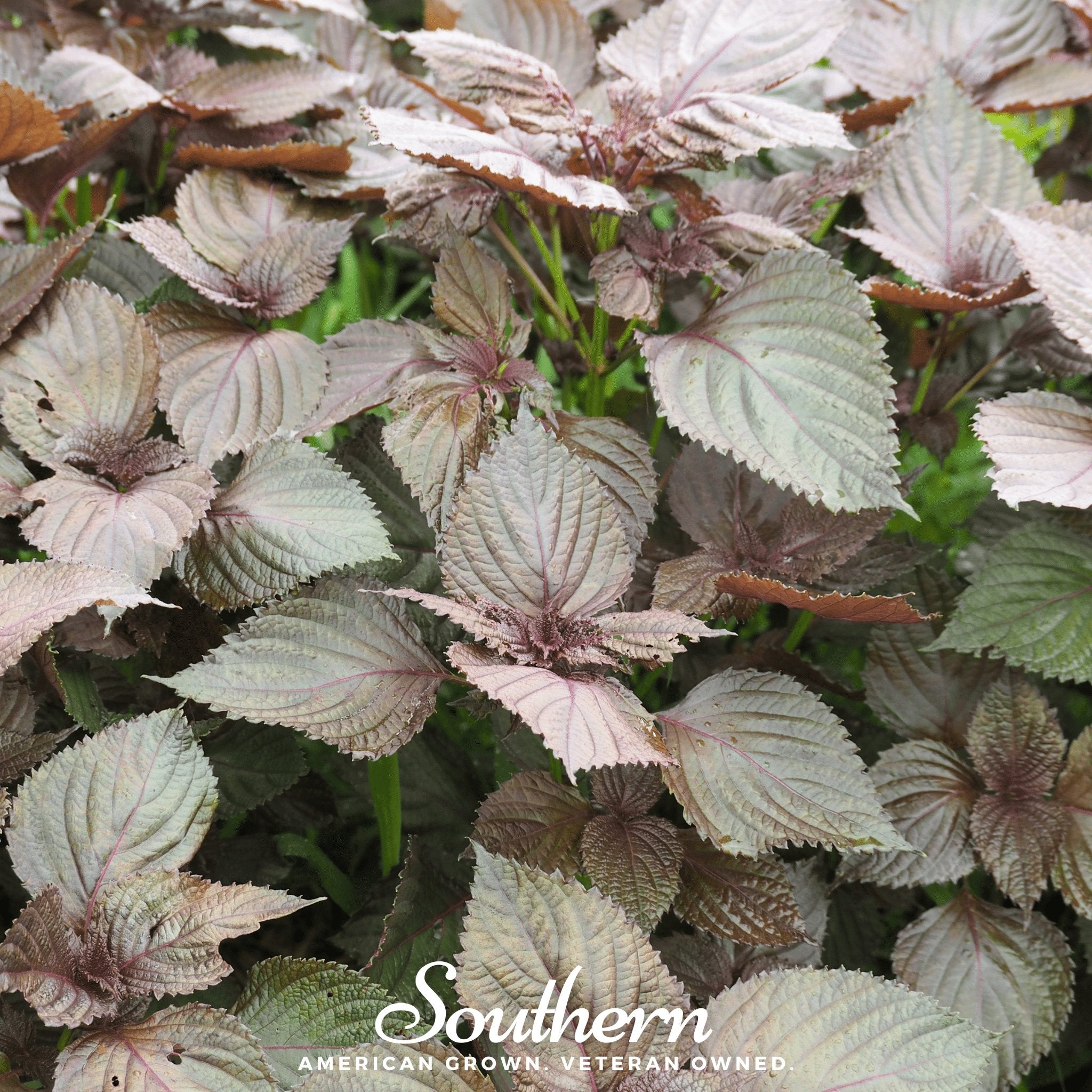 Shiso, Red (Perilla frutescens) - 200 Seeds seed packet from Seed Therapy – American - grown, heirloom seeds