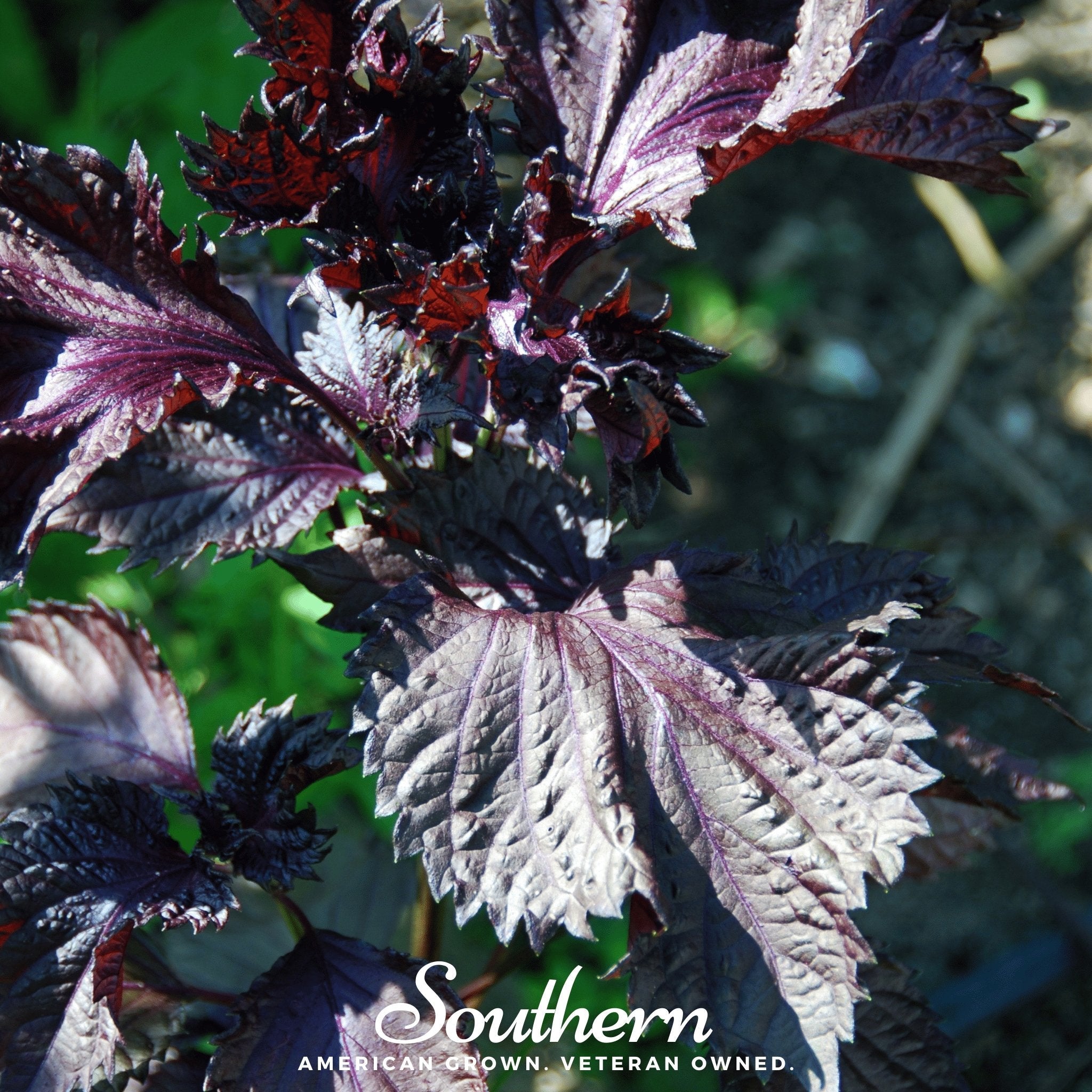 Shiso, Red (Perilla frutescens) - 200 Seeds seed packet from Seed Therapy – American - grown, heirloom seeds