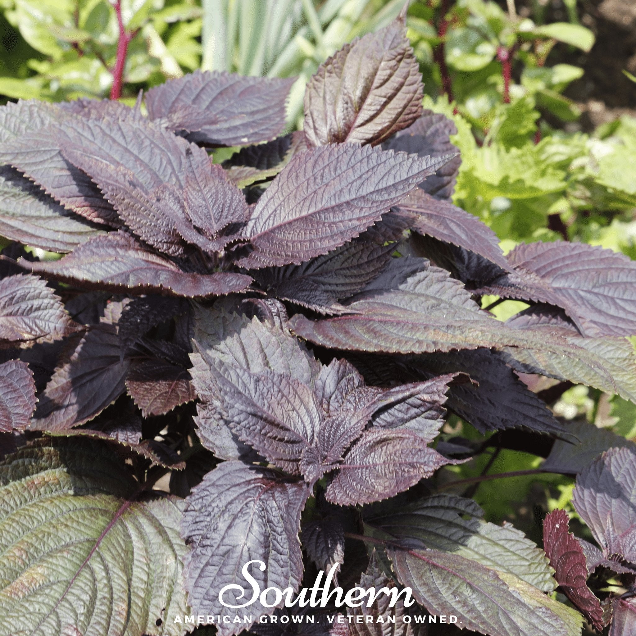 Shiso, Red (Perilla frutescens) - 200 Seeds seed packet from Seed Therapy – American - grown, heirloom seeds