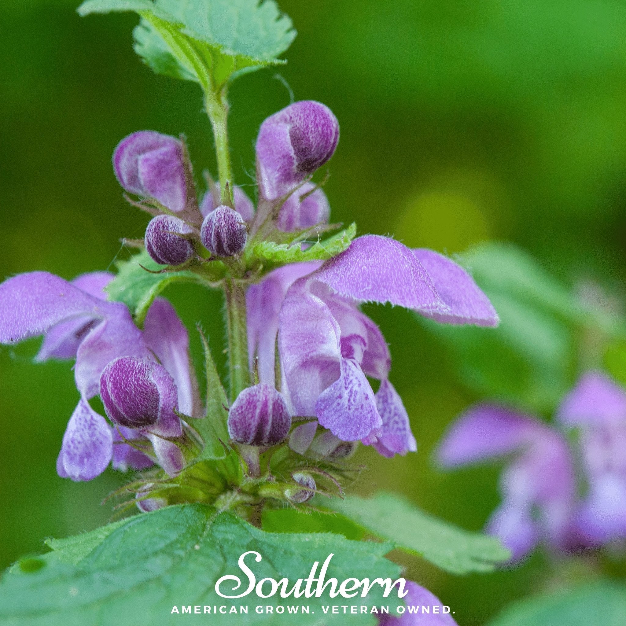 Skullcap, Official - Mad Dog (Scutellaria lateriflora) - 50 Seeds seed packet from Seed Therapy – American - grown, heirloom seeds