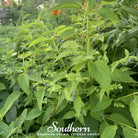 Skullcap, Official - Mad Dog (Scutellaria lateriflora) - 50 Seeds seed packet from Seed Therapy – American - grown, heirloom seeds