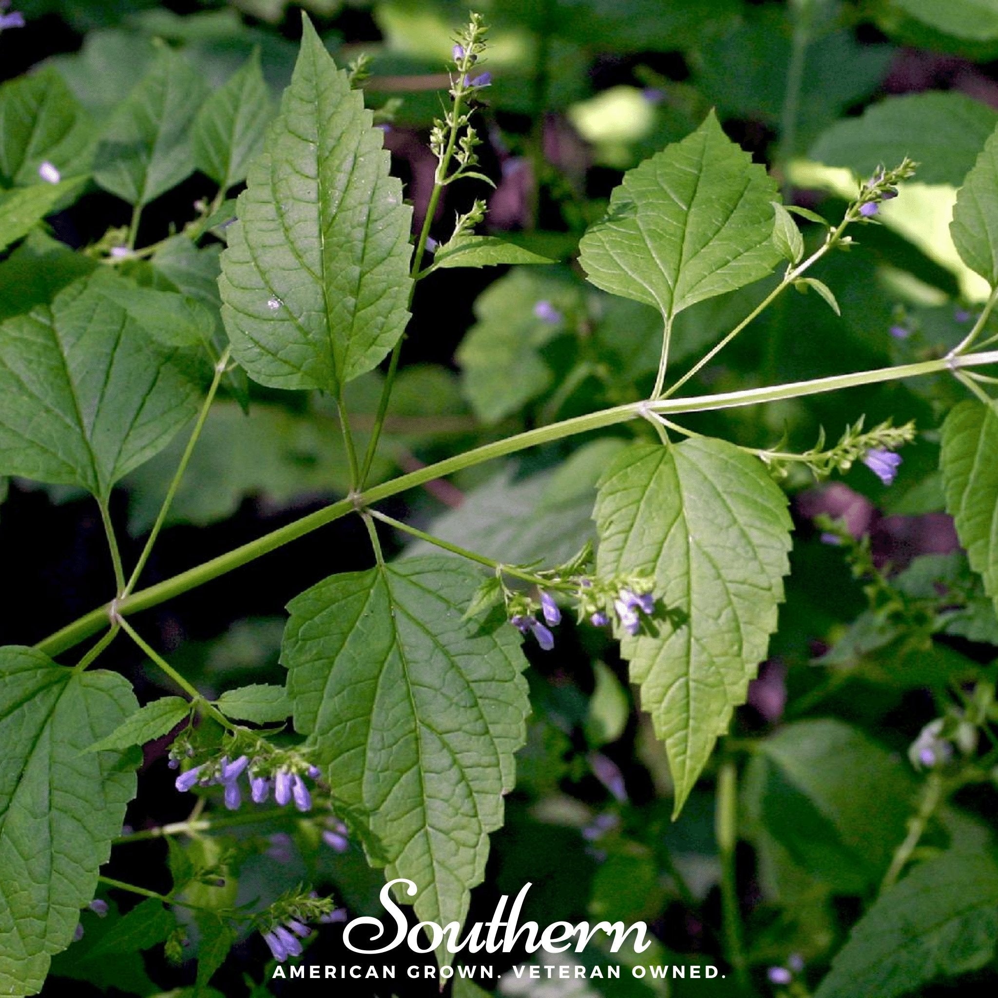 Skullcap, Official - Mad Dog (Scutellaria lateriflora) - 50 Seeds seed packet from Seed Therapy – American - grown, heirloom seeds