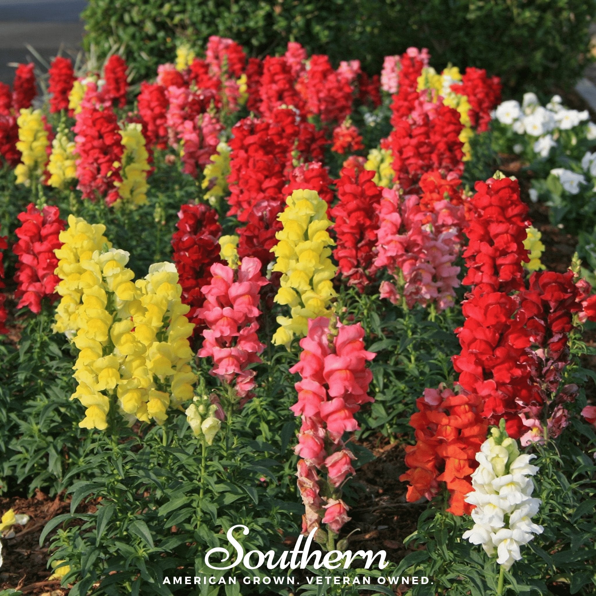 Snapdragon, Tetra Mix (Antirrhinum majus) - 200 Seeds seed packet from Seed Therapy – American - grown, heirloom seeds