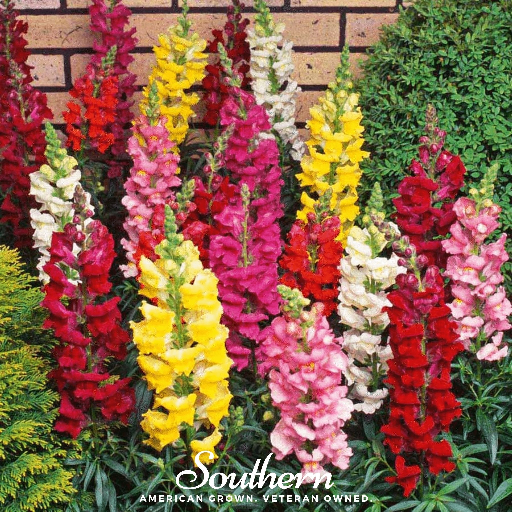 Snapdragon, Tetra Mix (Antirrhinum majus) - 200 Seeds seed packet from Seed Therapy – American - grown, heirloom seeds