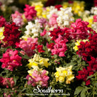 Snapdragon, Tetra Mix (Antirrhinum majus) - 200 Seeds seed packet from Seed Therapy – American - grown, heirloom seeds