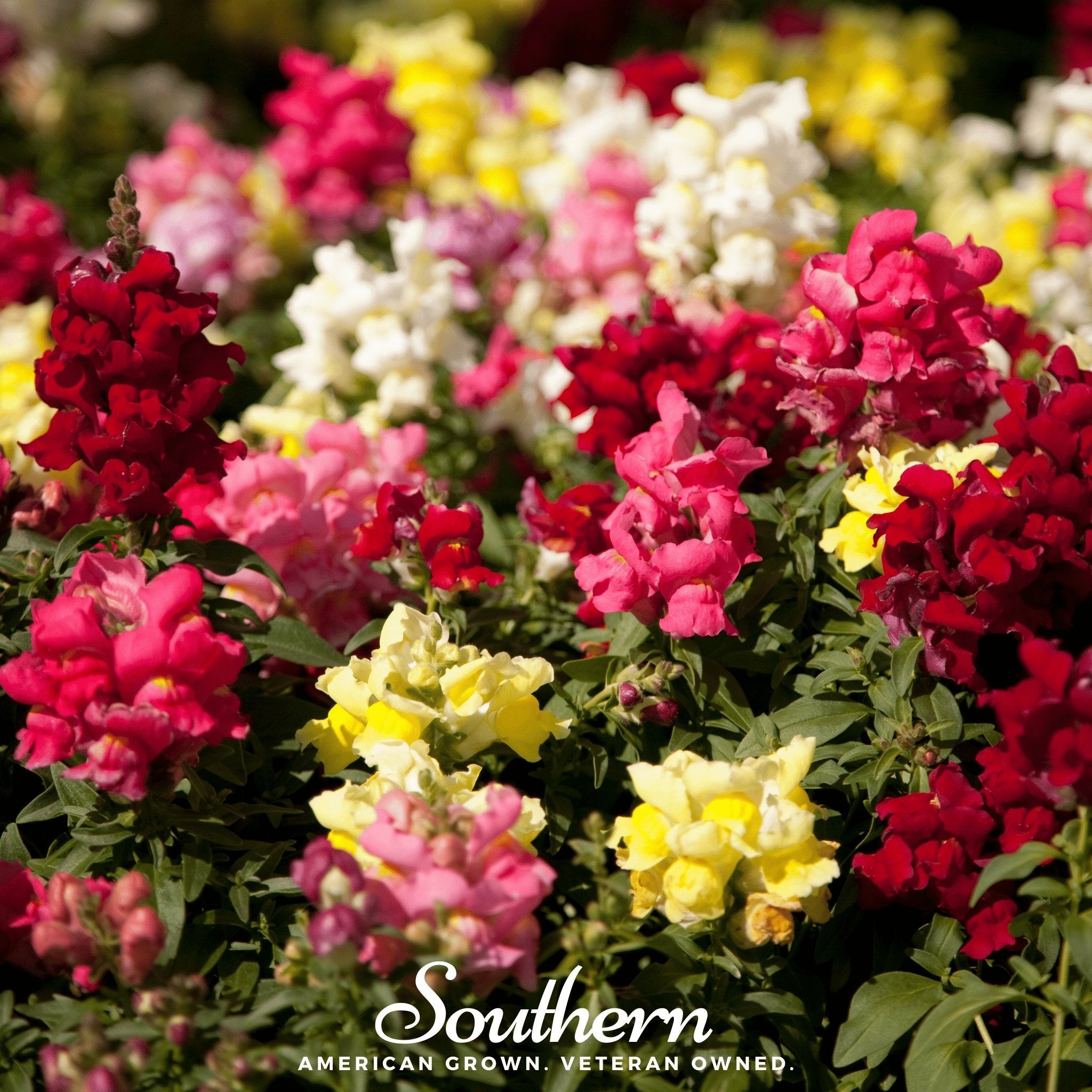 Snapdragon, Tetra Mix (Antirrhinum majus) - 200 Seeds seed packet from Seed Therapy – American - grown, heirloom seeds