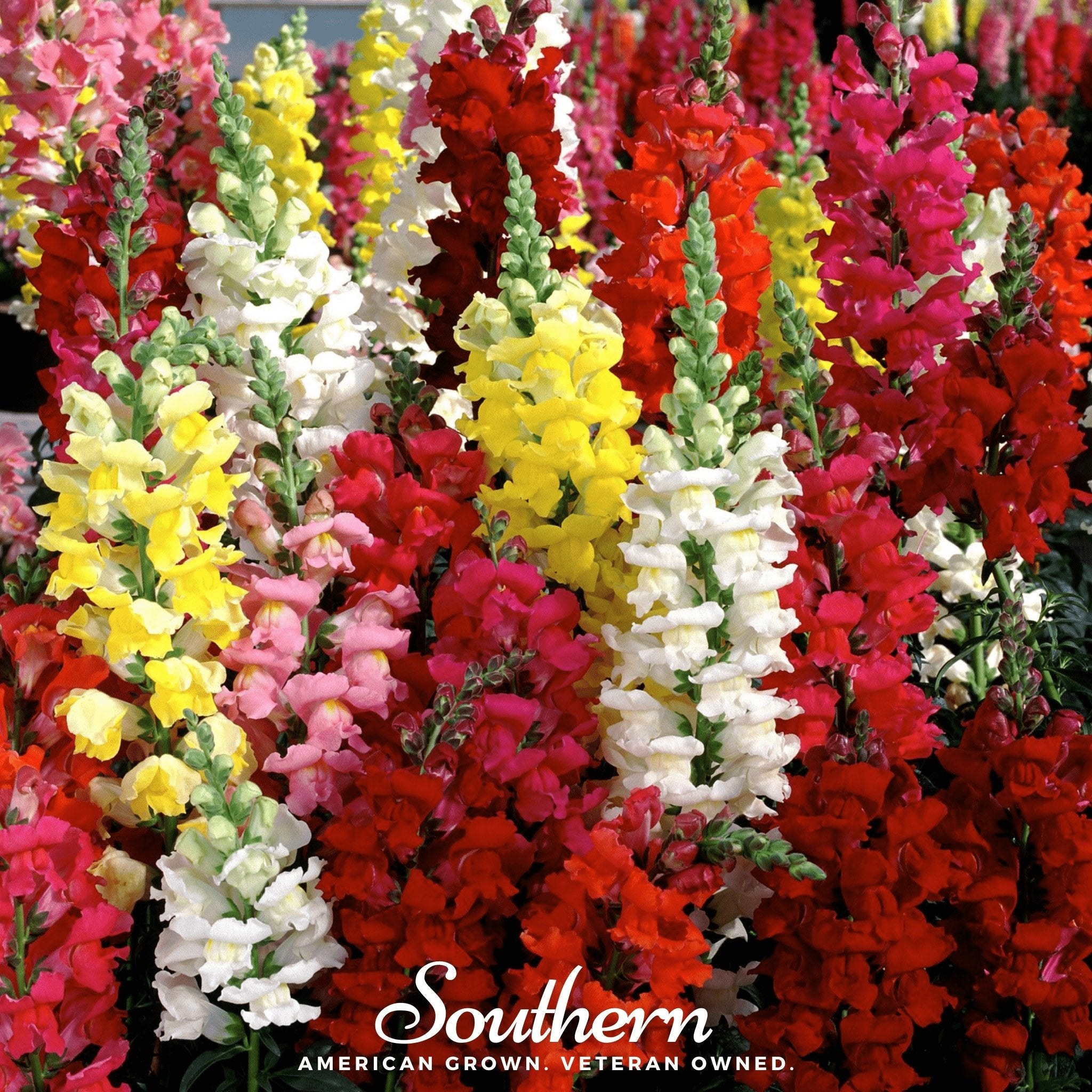 Snapdragon, Tetra Mix (Antirrhinum majus) - 200 Seeds seed packet from Seed Therapy – American - grown, heirloom seeds