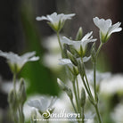 Snow in Summer, Chickweed (Cerastium biebersteinii) - 100 Seeds seed packet from Seed Therapy – American - grown, heirloom seeds
