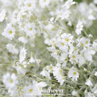 Snow in Summer, Chickweed (Cerastium biebersteinii) - 100 Seeds seed packet from Seed Therapy – American - grown, heirloom seeds