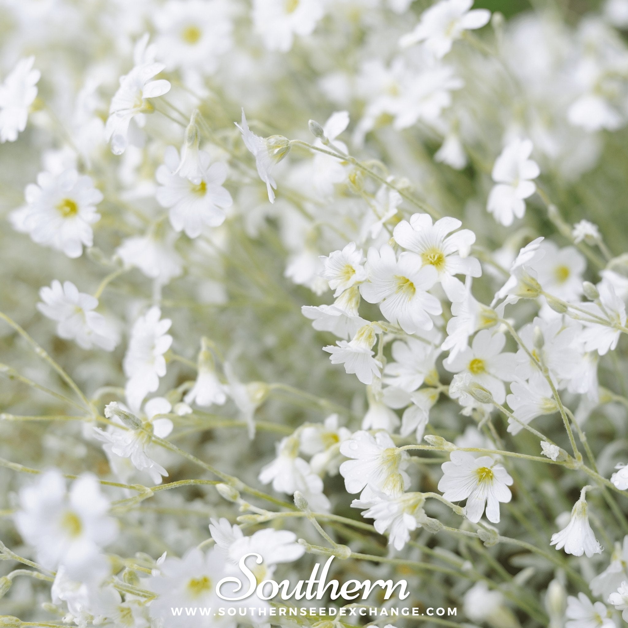 Snow in Summer, Chickweed (Cerastium biebersteinii) - 100 Seeds seed packet from Seed Therapy – American - grown, heirloom seeds