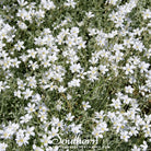 Snow in Summer, Chickweed (Cerastium biebersteinii) - 100 Seeds seed packet from Seed Therapy – American - grown, heirloom seeds