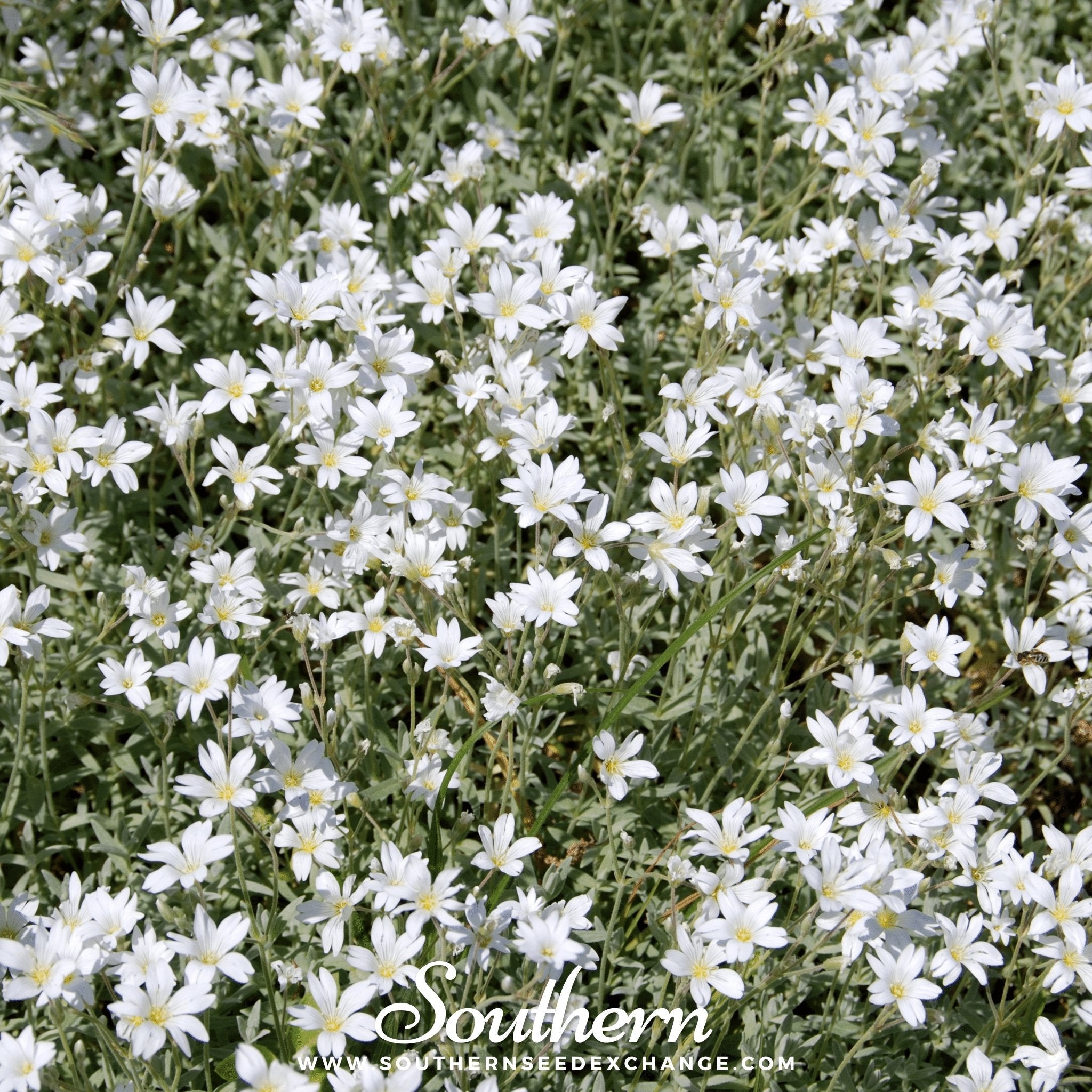 Snow in Summer, Chickweed (Cerastium biebersteinii) - 100 Seeds seed packet from Seed Therapy – American - grown, heirloom seeds