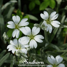 Snow in Summer, Chickweed (Cerastium biebersteinii) - 100 Seeds seed packet from Seed Therapy – American - grown, heirloom seeds