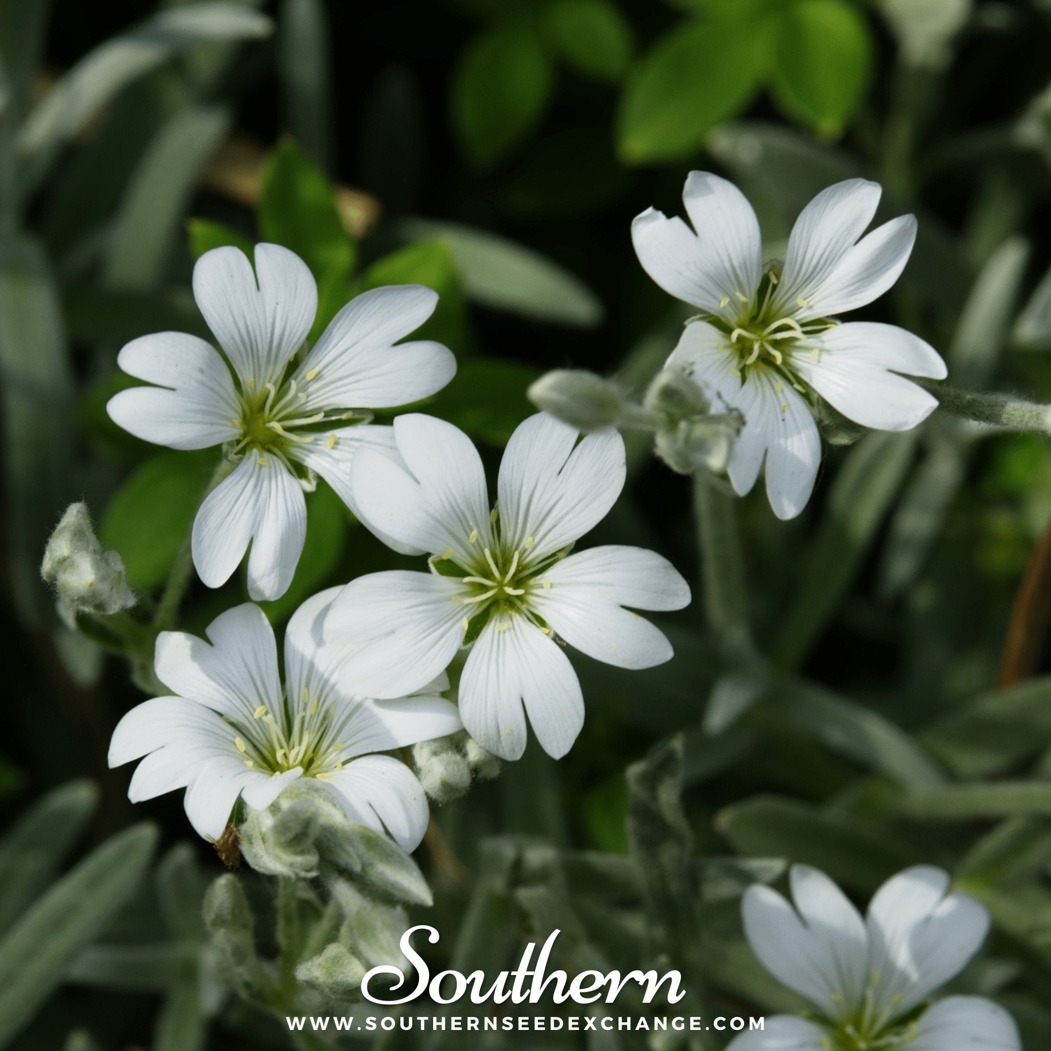 Snow in Summer, Chickweed (Cerastium biebersteinii) - 100 Seeds seed packet from Seed Therapy – American - grown, heirloom seeds