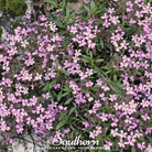 Soapwort, Rock (Saponaria ocymoides) - 100 Seeds seed packet from Seed Therapy – American - grown, heirloom seeds