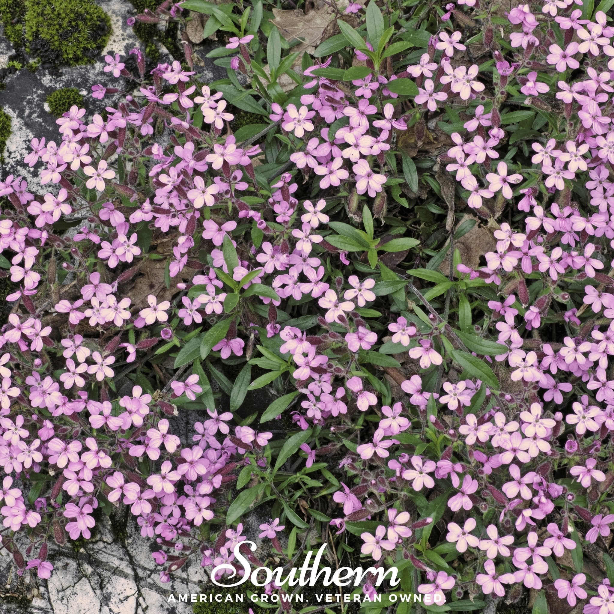 Soapwort, Rock (Saponaria ocymoides) - 100 Seeds seed packet from Seed Therapy – American - grown, heirloom seeds