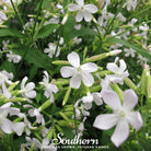 Soapwort (Saponaria vaccaria alba) - 100 Seeds seed packet from Seed Therapy – American - grown, heirloom seeds