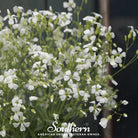 Soapwort (Saponaria vaccaria alba) - 100 Seeds seed packet from Seed Therapy – American - grown, heirloom seeds