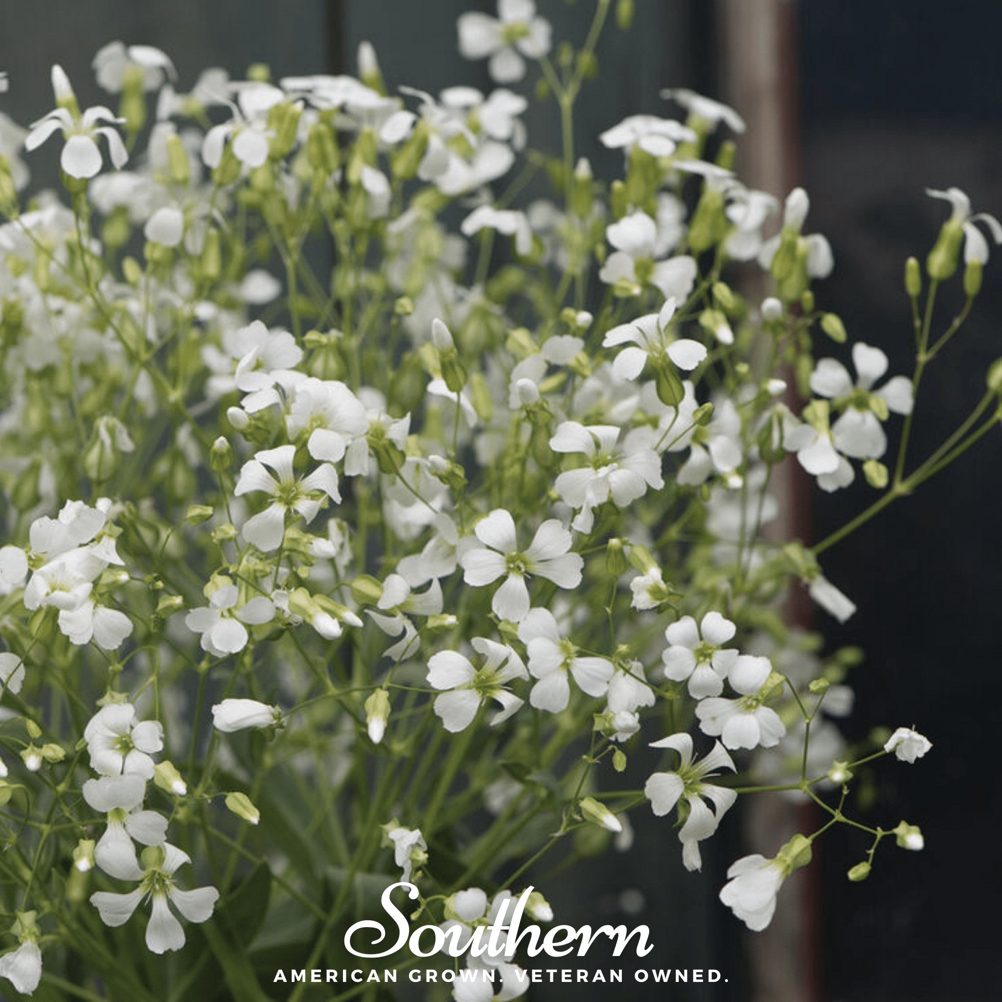 Soapwort (Saponaria vaccaria alba) - 100 Seeds seed packet from Seed Therapy – American - grown, heirloom seeds