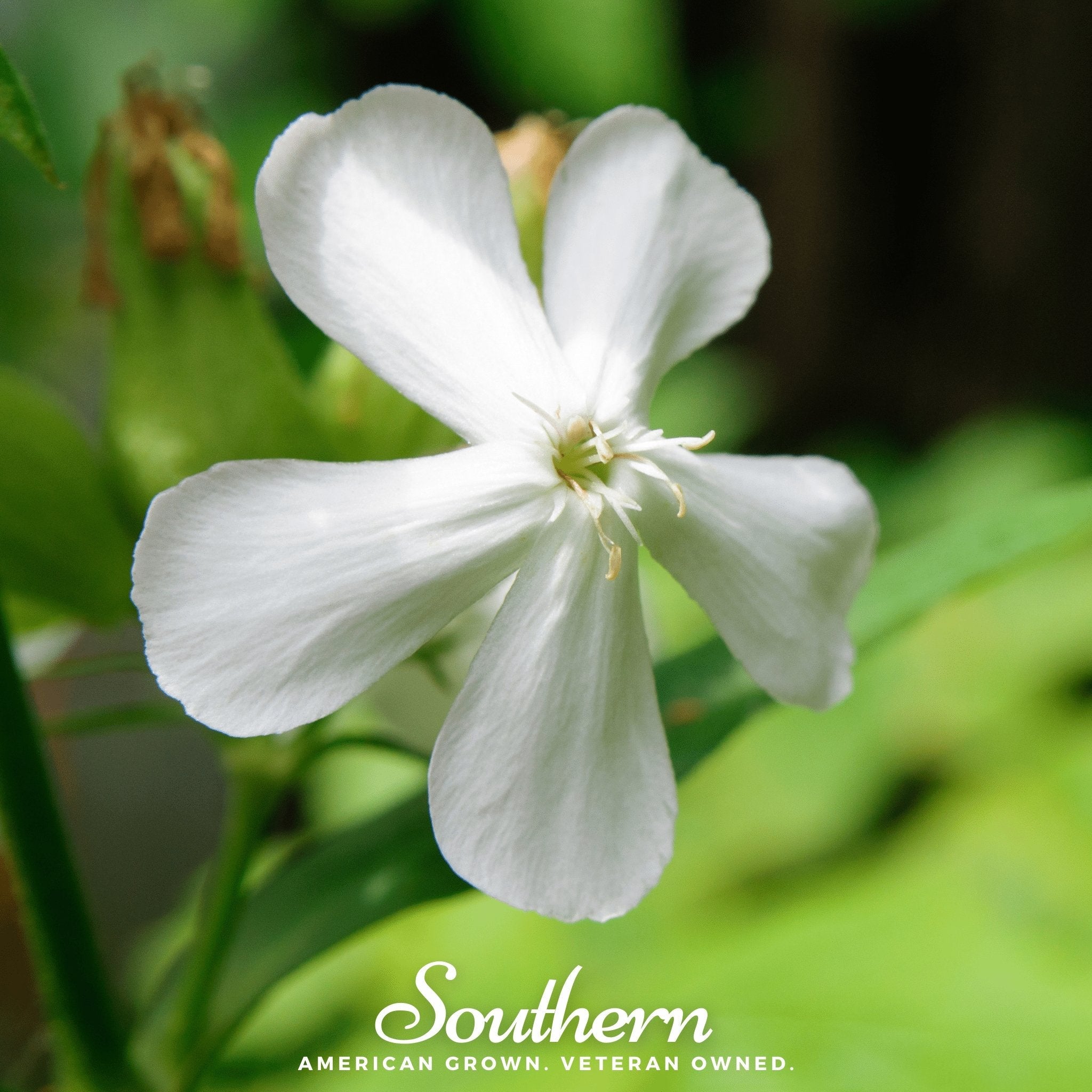 Soapwort (Saponaria vaccaria alba) - 100 Seeds seed packet from Seed Therapy – American - grown, heirloom seeds