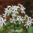 Soapwort (Saponaria vaccaria alba) - 100 Seeds seed packet from Seed Therapy – American - grown, heirloom seeds