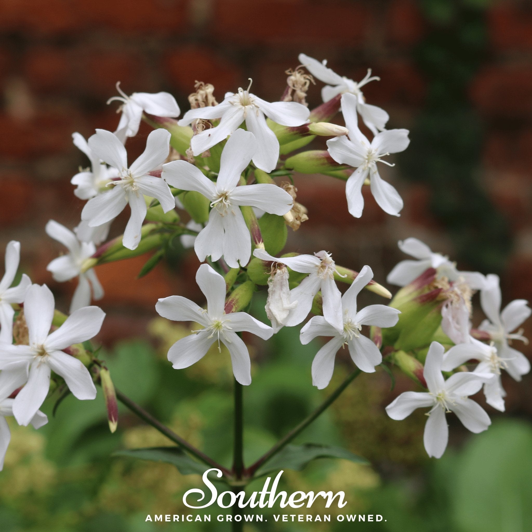 Soapwort (Saponaria vaccaria alba) - 100 Seeds seed packet from Seed Therapy – American - grown, heirloom seeds