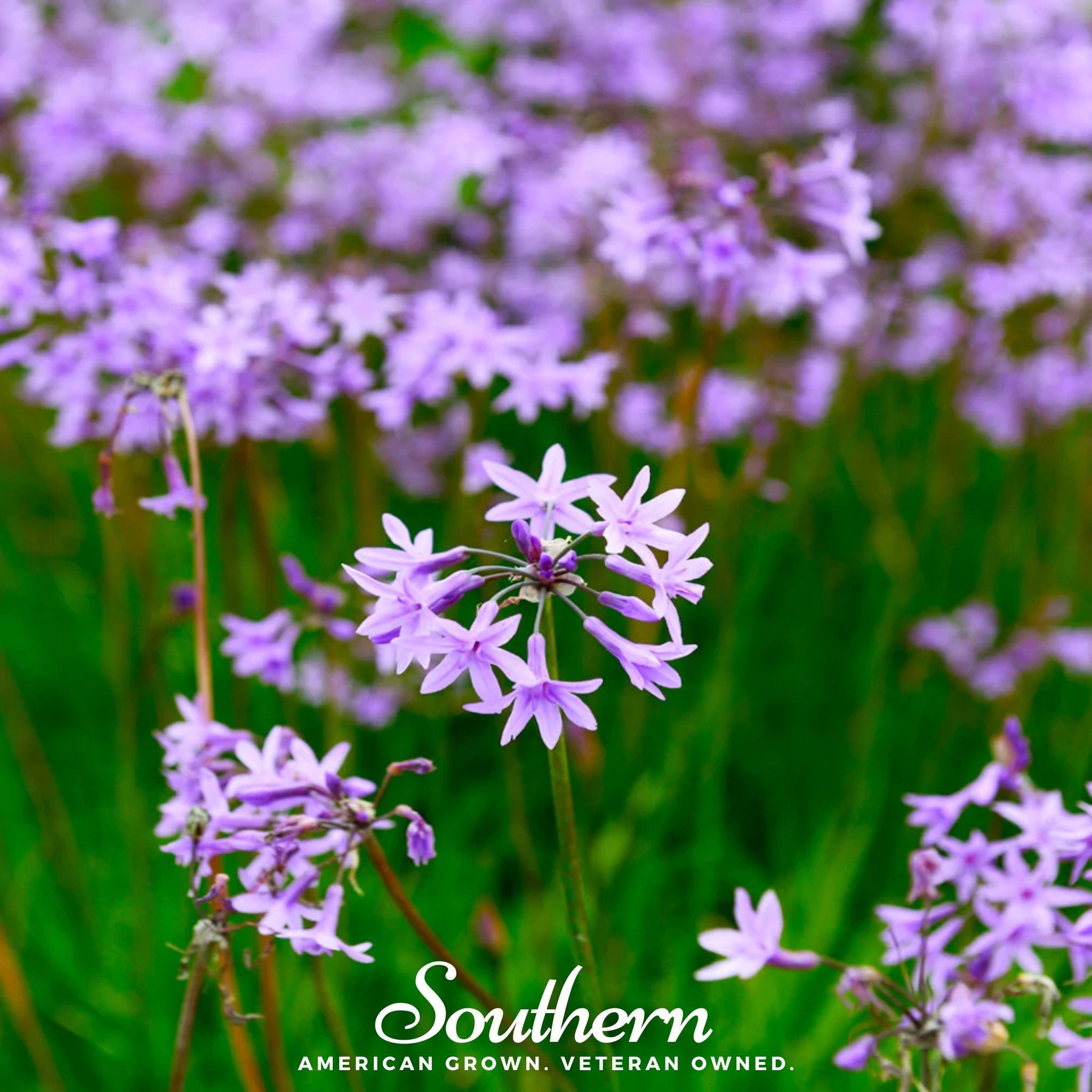 Society Garlic (Tulbaghia violacea) - 20 Seeds seed packet from Seed Therapy – American - grown, heirloom seeds