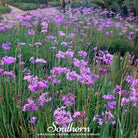 Society Garlic (Tulbaghia violacea) - 20 Seeds seed packet from Seed Therapy – American - grown, heirloom seeds
