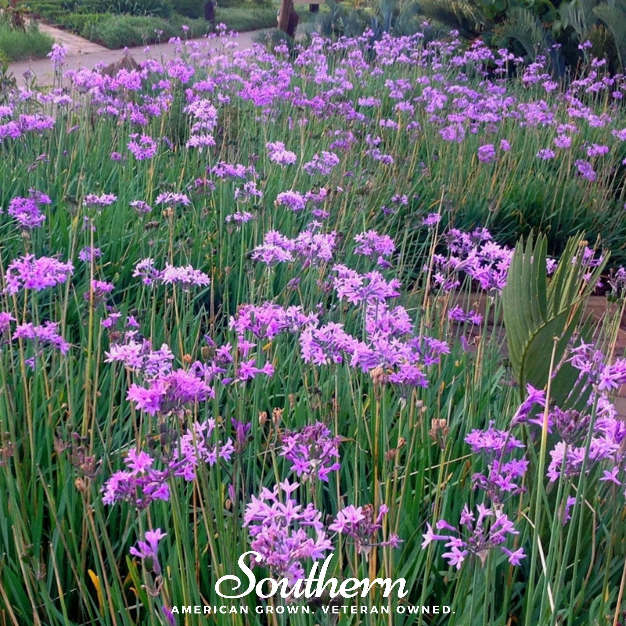 Society Garlic (Tulbaghia violacea) - 20 Seeds seed packet from Seed Therapy – American - grown, heirloom seeds