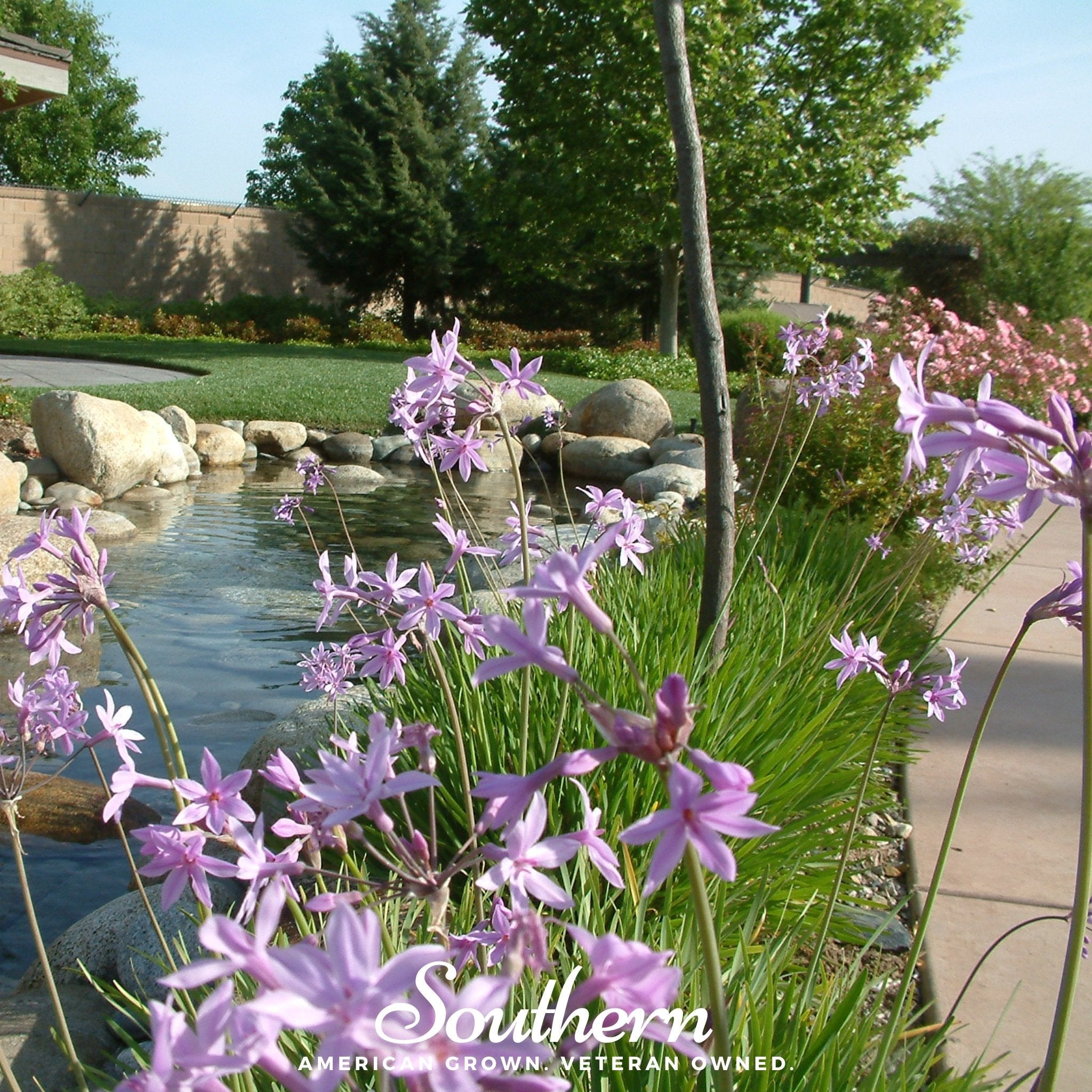 Society Garlic (Tulbaghia violacea) - 20 Seeds seed packet from Seed Therapy – American - grown, heirloom seeds