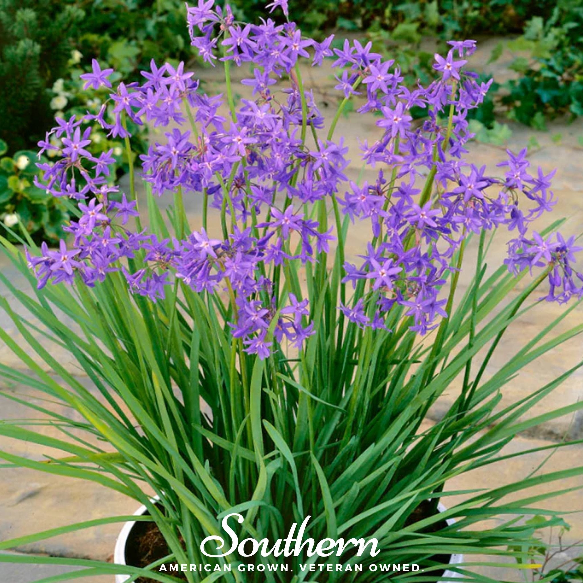 Society Garlic (Tulbaghia violacea) - 20 Seeds seed packet from Seed Therapy – American - grown, heirloom seeds