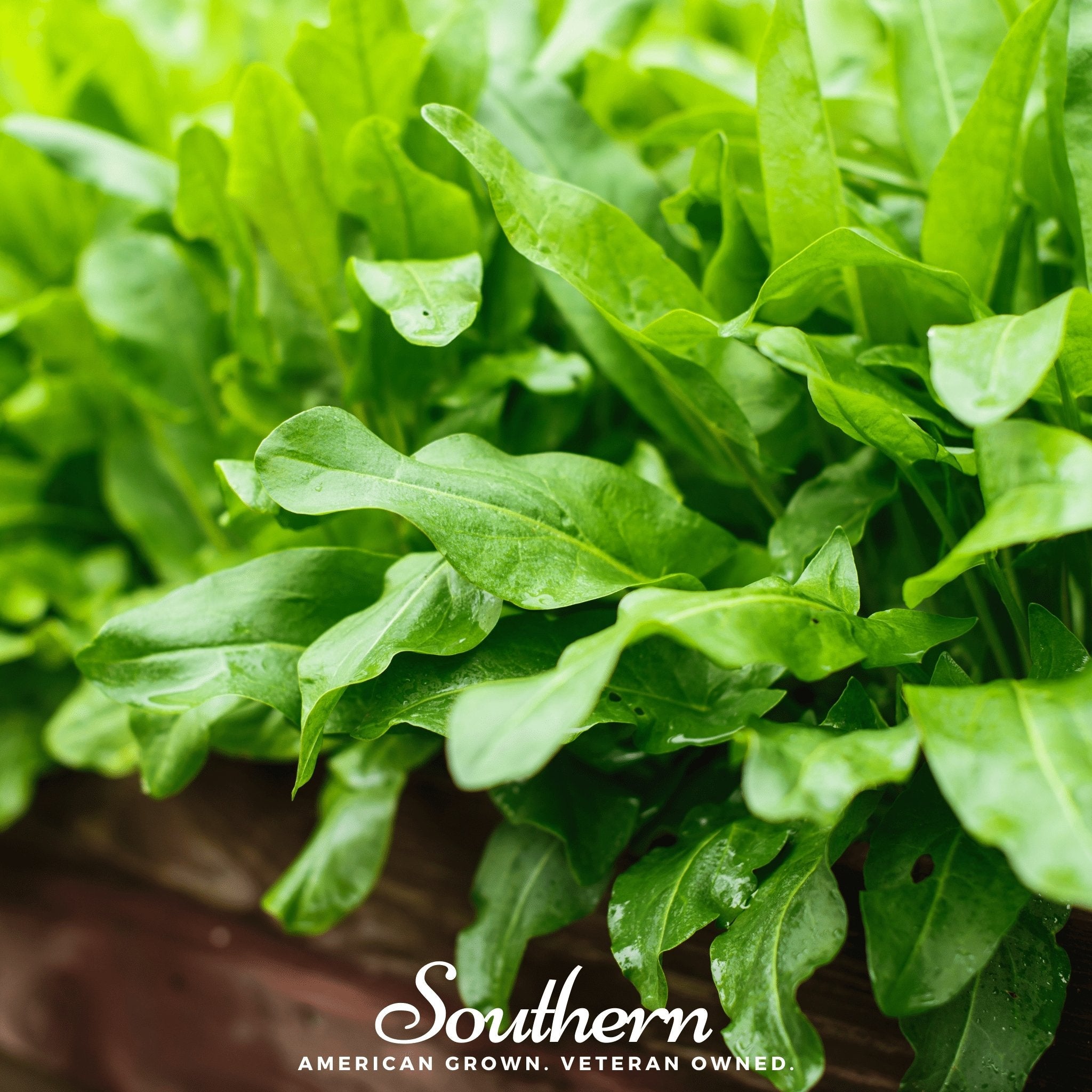 Sorrel, Garden (Rumex Acetosa) - 200 Seeds seed packet from Seed Therapy – American - grown, heirloom seeds