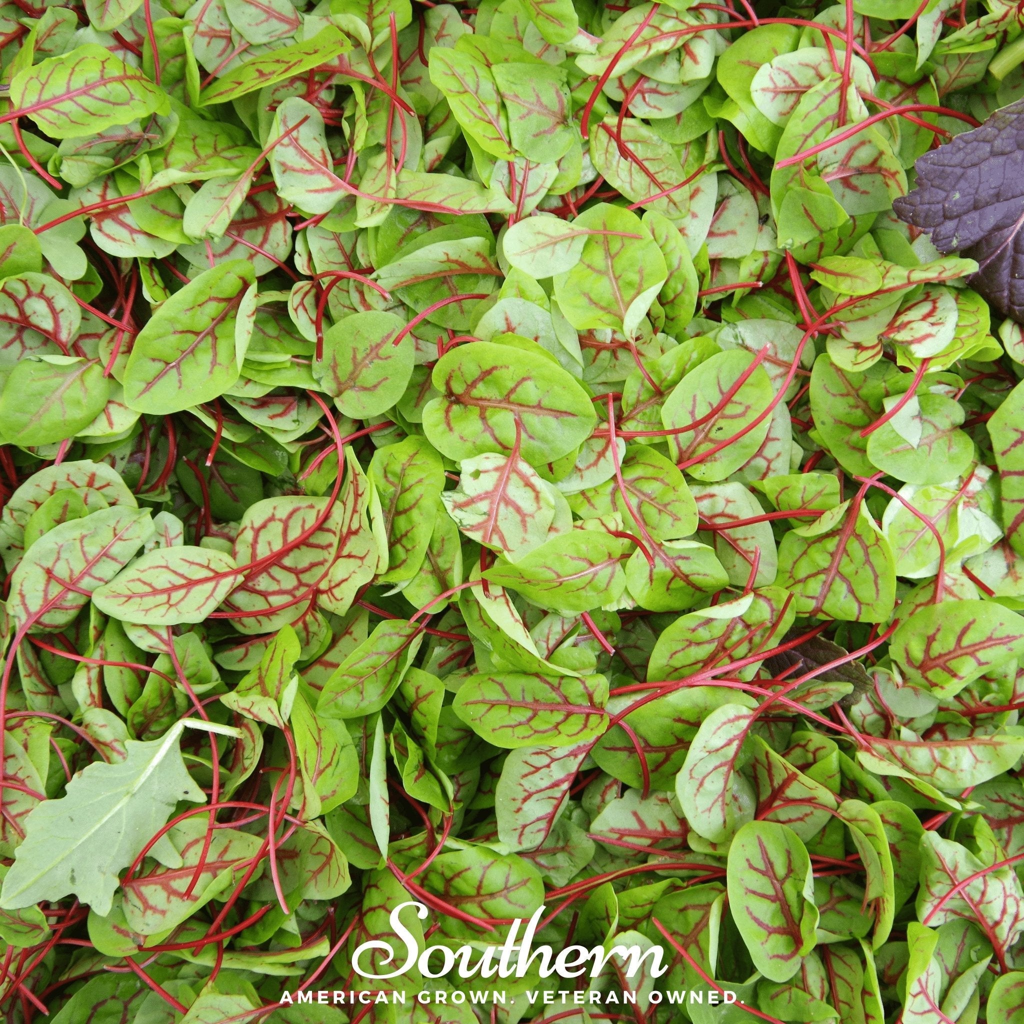 Sorrel, Red Veined (Rumex sanguineus) - 200 Seeds seed packet from Seed Therapy – American - grown, heirloom seeds