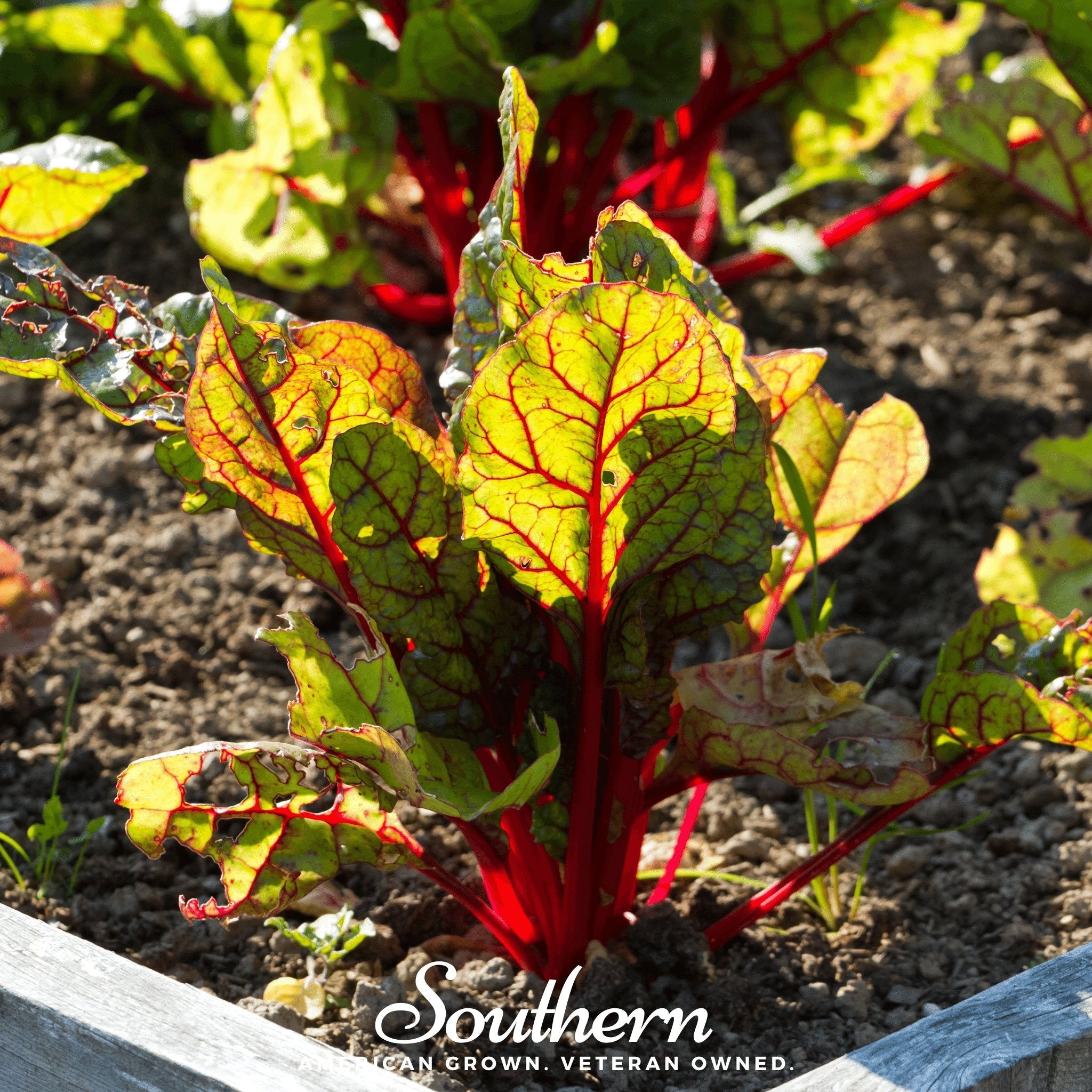 Sorrel, Red Veined (Rumex sanguineus) - 200 Seeds seed packet from Seed Therapy – American - grown, heirloom seeds