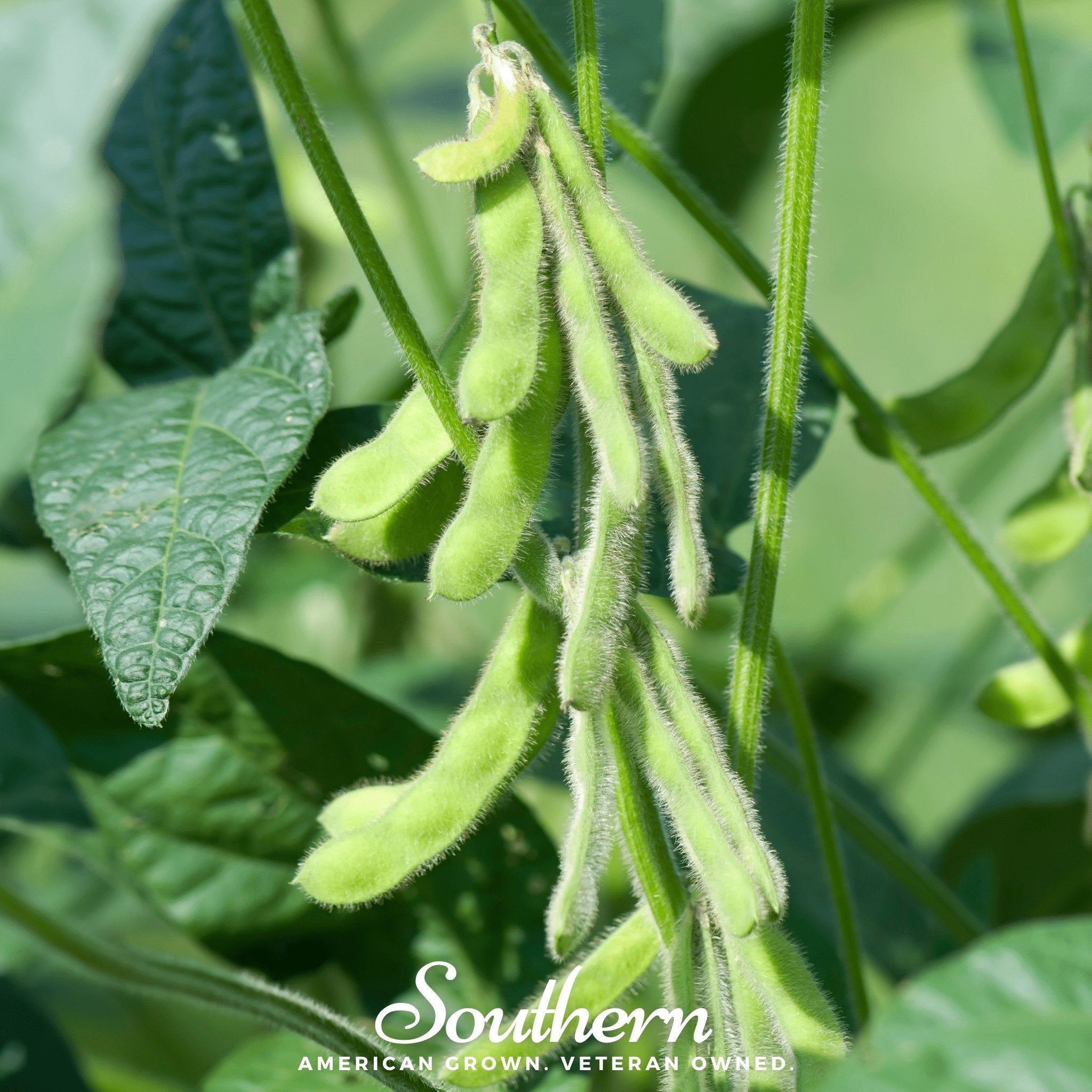 Soybean, Tohya (Glycine max) - 50 Seeds seed packet from Seed Therapy – American - grown, heirloom seeds